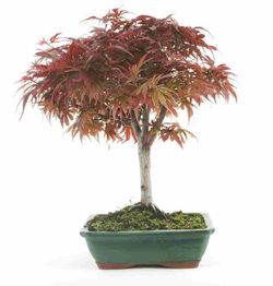 Bonsái Acer Palmatum. Arce japonés