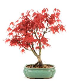 Bonsái Acer Palmatum. Arce japonés