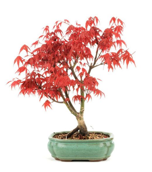 Bonsái Acer Palmatum. Arce japonés