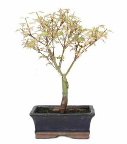 Bonsái Acer Palmatum. Arce japonés