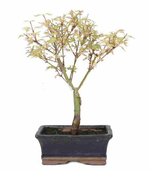 Bonsái Acer Palmatum. Arce japonés