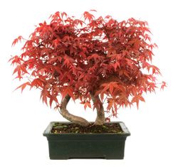 Bonsái Acer Palmatum. Arce japonés