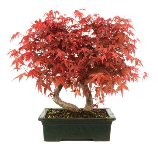 Bonsái Acer Palmatum. Arce japonés