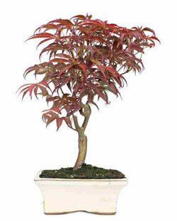 Bonsái Acer Palmatum. Arce japonés