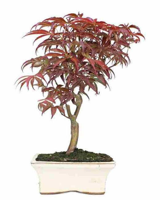 Bonsái Acer Palmatum. Arce japonés