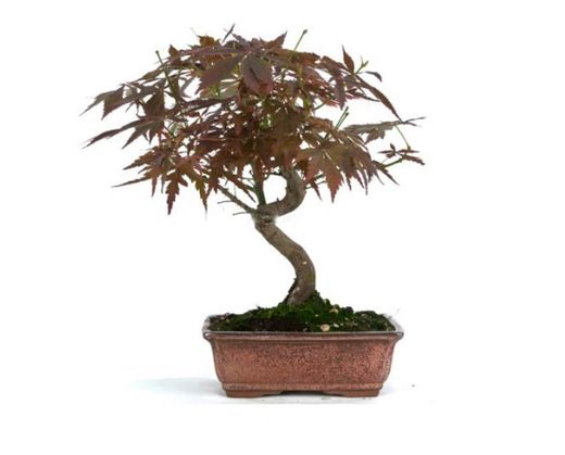 Bonsái Acer Palmatum. Arce japonés