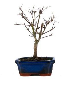 Bonsái Acer Palmatum. Arce japonés