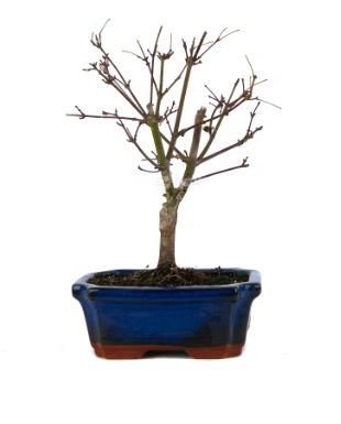 Bonsái Acer Palmatum. Arce japonés