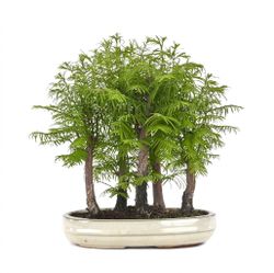 Bonsai Bosque