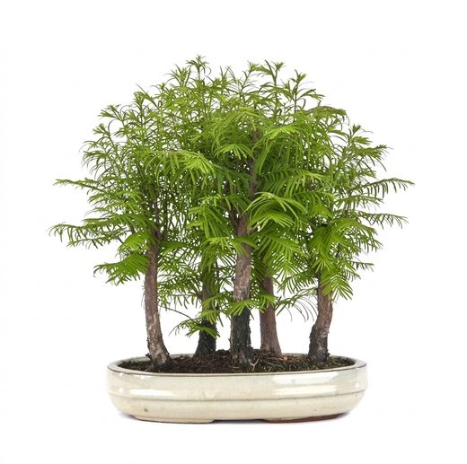 Bonsai Bosque