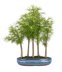 Bonsai Bosque