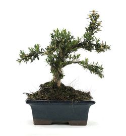Bonsai Buxus