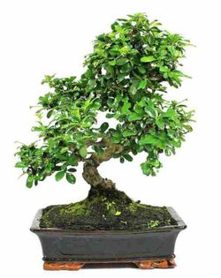 Bonsái Carmona Arbusto escorpión