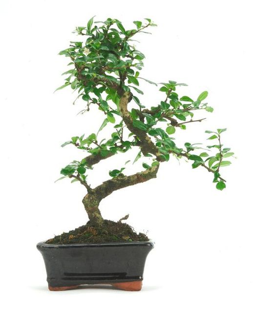 Bonsái Carmona Arbusto escorpión