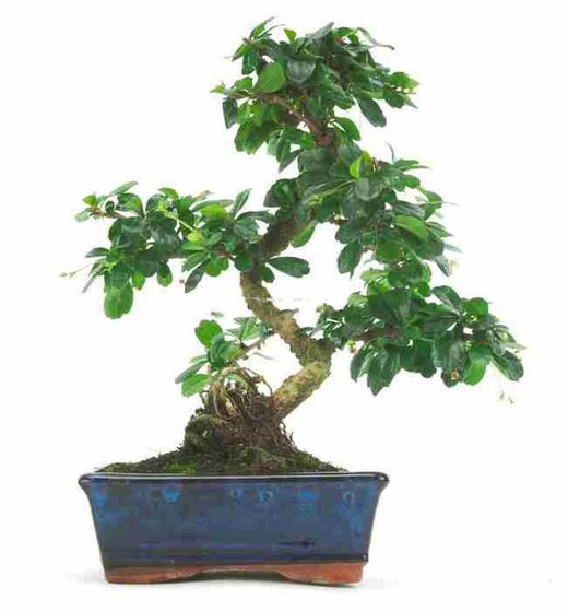 Bonsái Carmona Arbusto escorpión