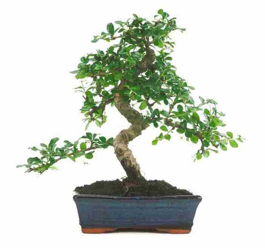 Bonsái Carmona Arbusto escorpión