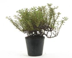 Bonsái Cotoneaster