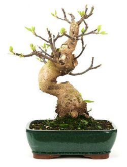 Bonsai Ficus