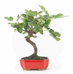 Bonsai Ficus