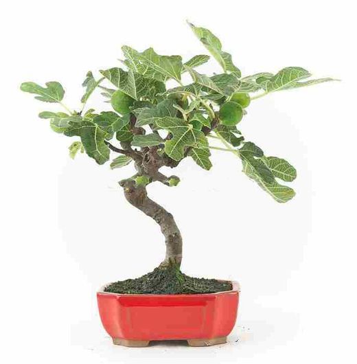 Bonsai Ficus