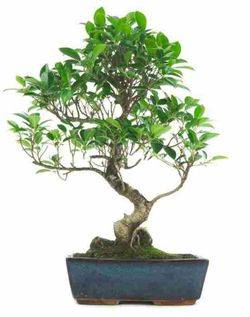Bonsai Ficus