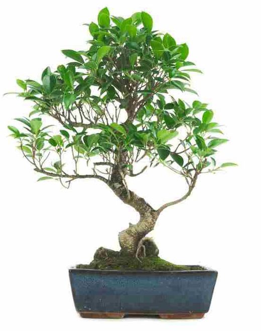Bonsai Ficus
