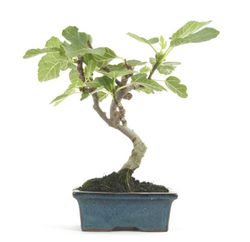 Bonsai Ficus