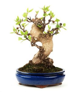 Bonsai Ficus