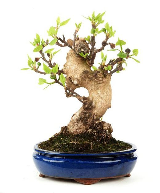 Bonsai Ficus