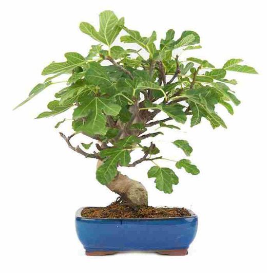 Bonsai Ficus