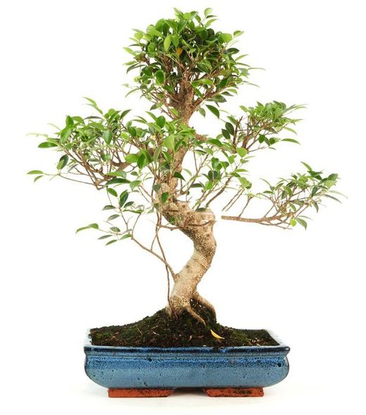 Bonsai Ficus