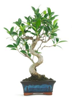 Bonsai Ficus
