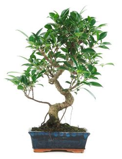 Bonsai Ficus