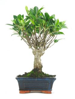 Bonsai Ficus