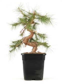 Bonsai Ficus