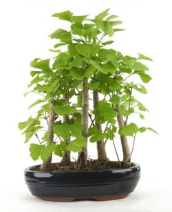 Bonsái Ginkgo