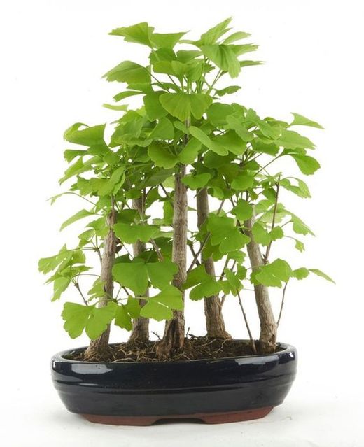 Bonsái Ginkgo