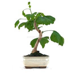 Ginkgo bonsaï
