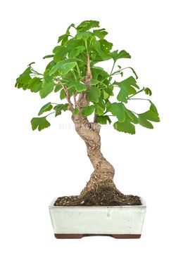 Ginkgo bonsaï