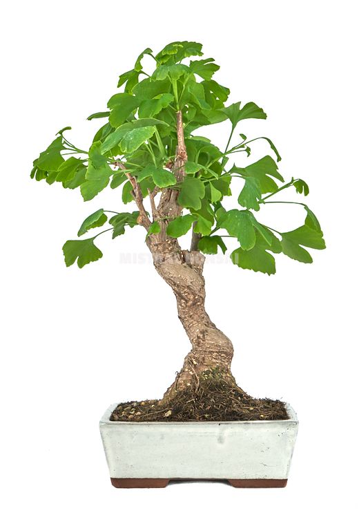 Ginkgo bonsaï