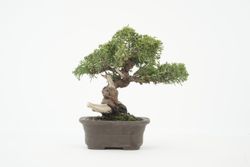 Bonsái Juniperus