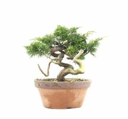 Bonsai Juniperus