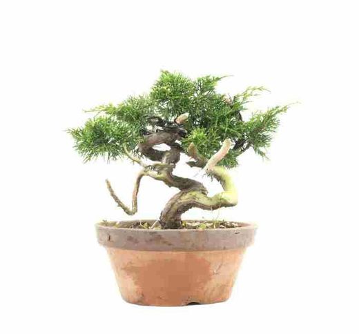 Bonsái Juniperus