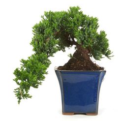 Bonsai Juniperus