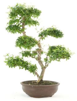 Bonsai ligustro