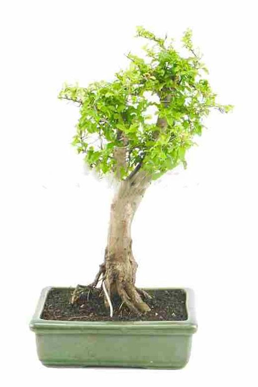 Bonsai ligustro