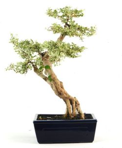 Bonsai ligustro
