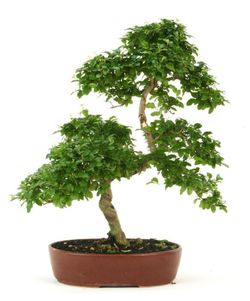 Bonsai ligustro