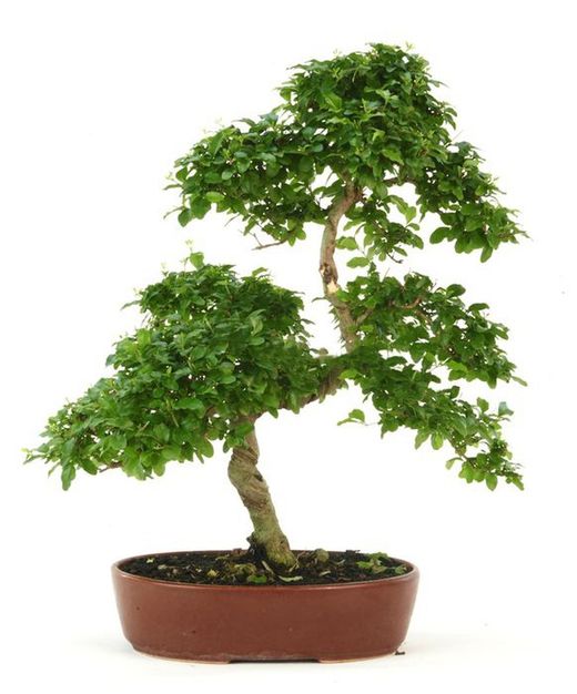 Bonsai ligustro
