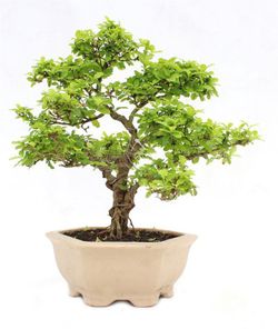 Bonsai ligustro